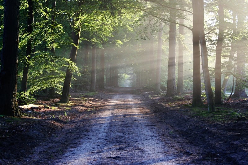 Mindful Walking